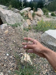 Epilobium brachycarpum