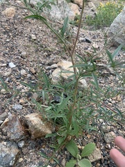 Epilobium brachycarpum