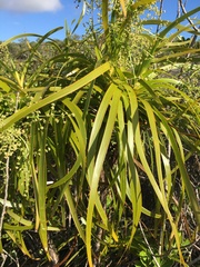 Lomandra insularis