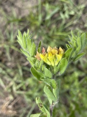 Leobordea corymbosa