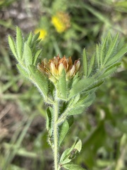 Leobordea corymbosa