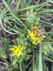 Leobordea corymbosa