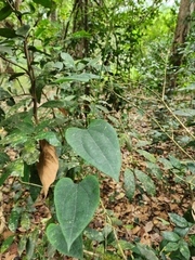 Aristolochia acuminata