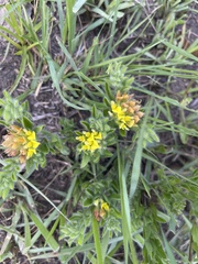Leobordea corymbosa