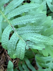 Polypodium calirhiza