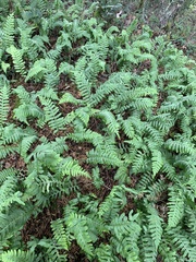 Polypodium calirhiza