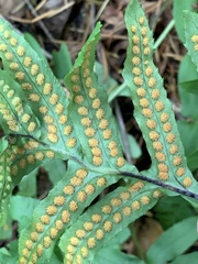 Polypodium calirhiza