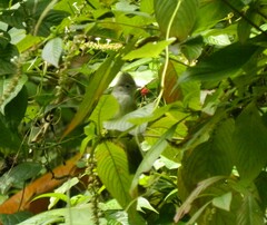 Elaenia flavogaster