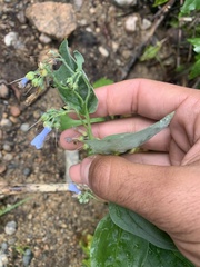 Mertensia