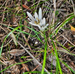 Colchicum atticum