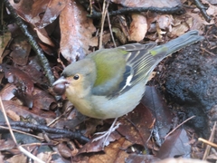 Fringilla coelebs maderensis