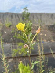 Oenothera