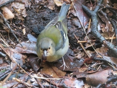 Fringilla coelebs maderensis