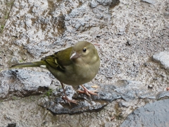 Fringilla coelebs maderensis