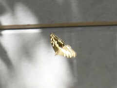 Papilio demodocus demodocus