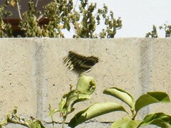 Papilio demodocus demodocus