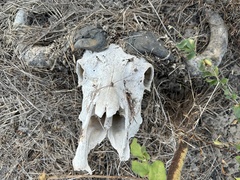 Syncerus caffer brachyceros