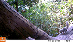 Heliosciurus ruwenzorii