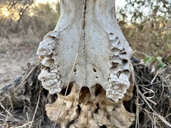 Syncerus caffer brachyceros