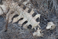 Syncerus caffer brachyceros