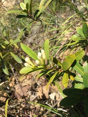 Oxera neriifolia