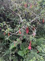 Fuchsia