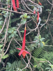 Fuchsia