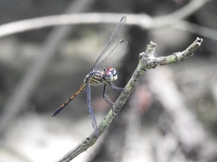 Cannaphila insularis