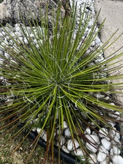Agave geminiflora