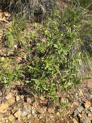 Oxera neriifolia
