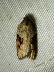 Acleris macdunnoughi