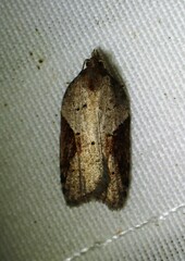 Acleris macdunnoughi