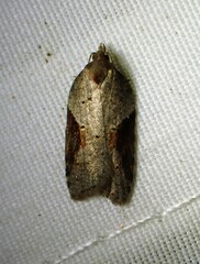 Acleris macdunnoughi