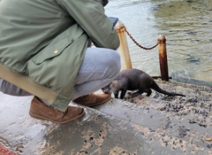 Aonyx capensis capensis