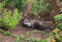 Aonyx capensis capensis