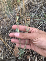 Penstemon secundiflorus