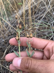 Penstemon secundiflorus