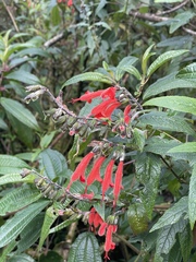 Salvia quitensis
