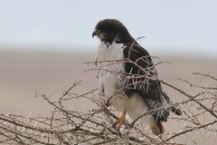 Buteo augur