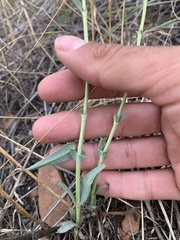 Penstemon secundiflorus