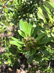 Peripterygia marginata