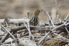 Cisticola robustus