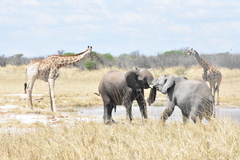 Giraffa camelopardalis angolensis