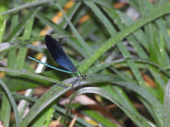 Matrona basilaris