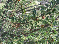Prunus pedunculata