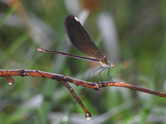 Matrona basilaris