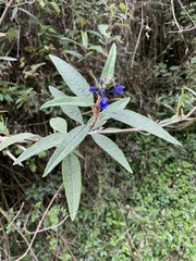 Salvia corrugata