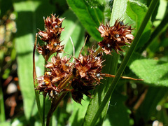Luzula multiflora