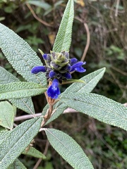 Salvia corrugata