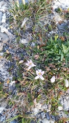 Lobelia oligophylla